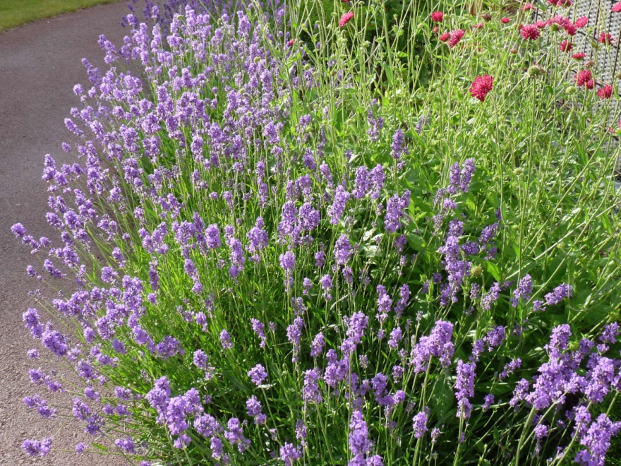Mjukt formad lavendel och grekvädd. Två vackra perenner som båda lockar till sig fjärilar. Mjukt formad lavendel och grekvädd. Två vackra perenner som båda lockar till sig fjärilar.