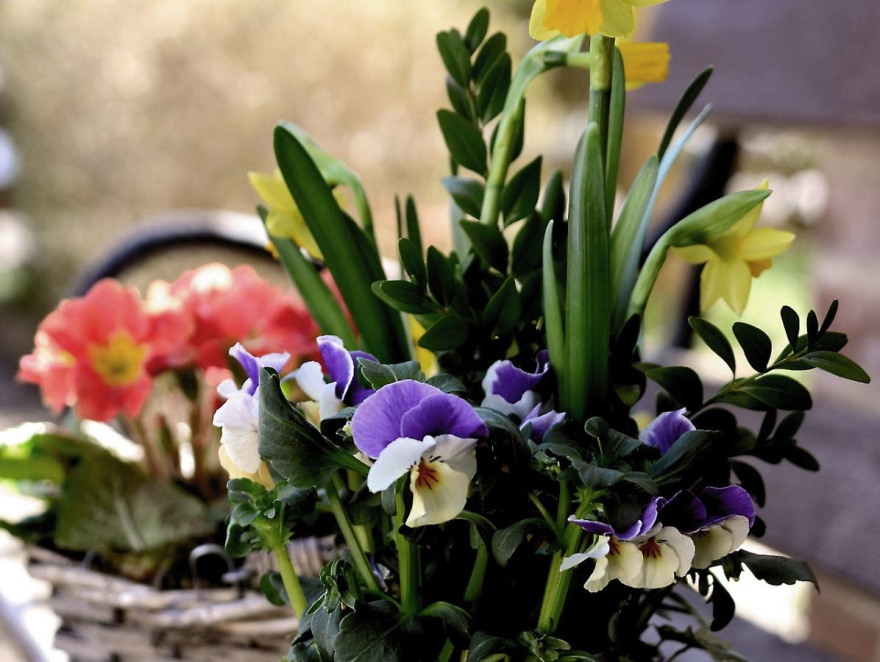 Påskliljor och penséer blir en fin vårkruka. I bakgrunden en rödrosa primula. Påskliljor och penséer blir en fin vårkruka. I bakgrunden en rödrosa primula.