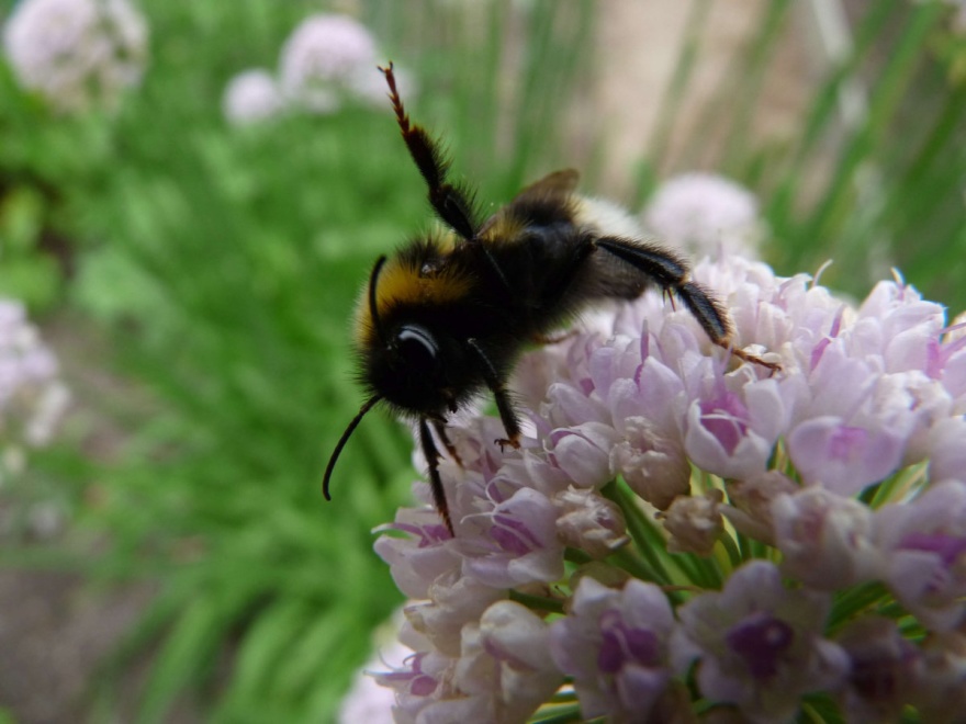 Hjälp oss genom att plantera mer pollenrika växter verkar den här humlan vilja säga. Hjälp oss genom att plantera mer pollenrika växter verkar den här humlan vilja säga.