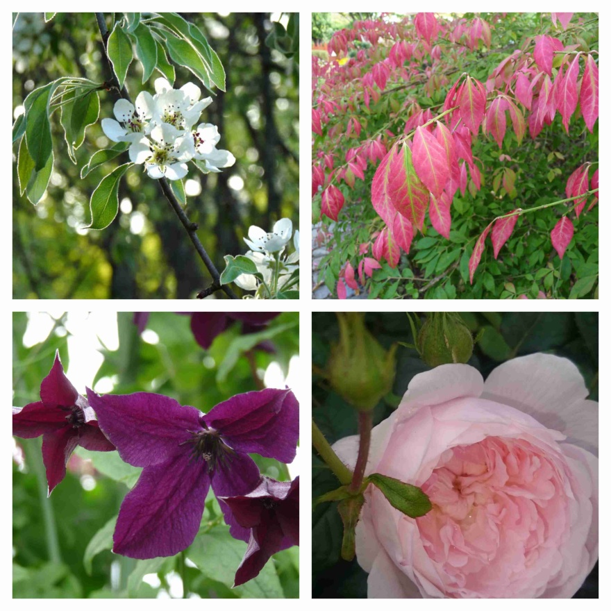 Blommande silverpäron, vingbenved, klematis 'Black Prince' och rosen 'Queen of Sweden' Blommande silverpäron, vingbenved, klematis 'Black Prince' och rosen 'Queen of Sweden'