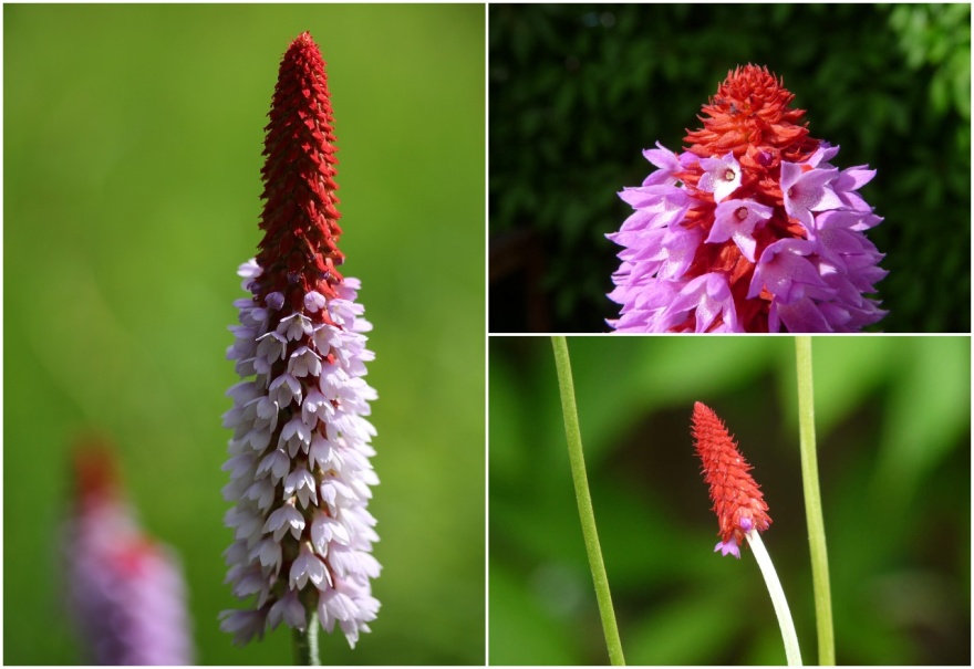 Primula vialii, hyacintviva i olika stadier från knopp till blomning. Bilden till vänster kommer från Pixabay.com. Övriga bilder är mina egna. Primula vialii, hyacintviva i olika stadier från knopp till blomning. Bilden till vänster kommer från Pixabay.com. Övriga bilder är mina egna.