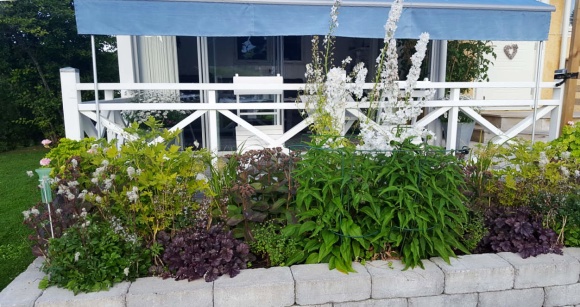 På sommaren är rabatten frodigt grön med rödbladiga inslag och mestadels vita blommor. Foto: Marie Hallén På sommaren är rabatten frodigt grön med rödbladiga inslag och mestadels vita blommor. Foto: Marie Hallén