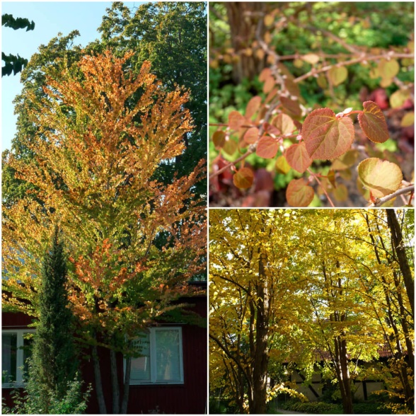 Katsura är ett vackert träd som får guld- till bronsfärgade blad på hösten.