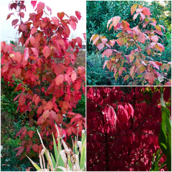 Flera buskar i släktet benved (Euonymus) får oerhört läckra höstfärger och kan i stort sett lysa upp en hel trädgård. Flera buskar i släktet benved (Euonymus) får oerhört läckra höstfärger och kan i stort sett lysa upp en hel trädgård.