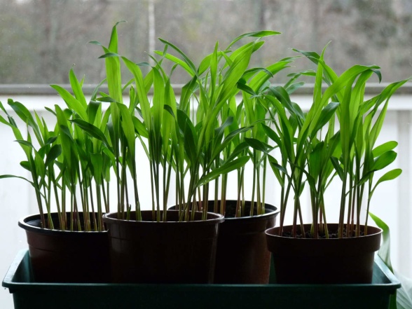 Den 15 april, 10 dagar efter sådden, hade plantorna grott och växt till drygt 1 decimeters höjd. Den 15 april, 10 dagar efter sådden, hade plantorna grott och växt till drygt 1 decimeters höjd.