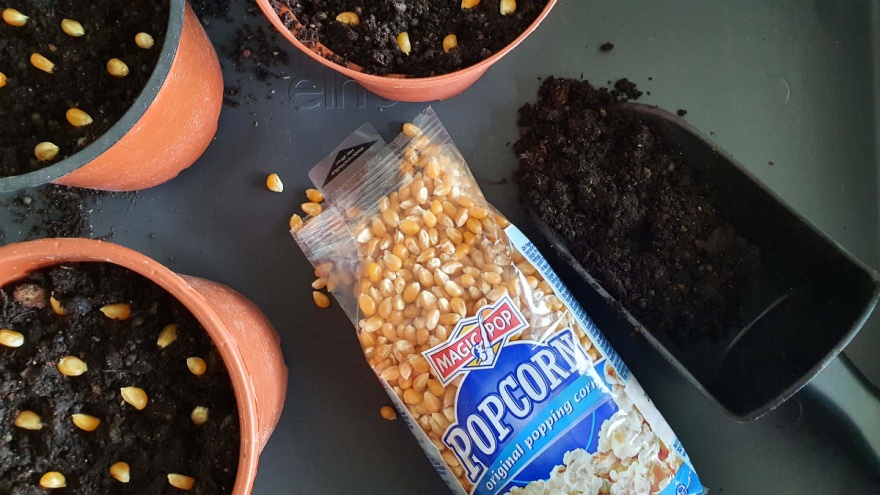Den 5 april sådde jag ca 15 popcorn/majskärnor i varje kruka Den 5 april sådde jag ca 15 popcorn/majskärnor i varje kruka