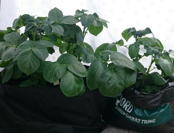 Förra årets potatisodling i låda och jordpåse. Här placerat i växthuset.