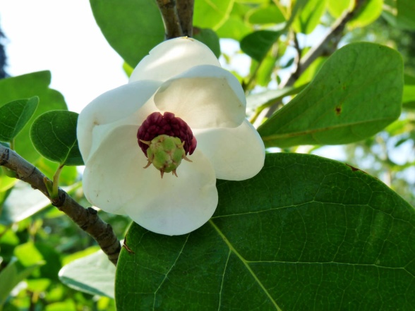 Magnolia sieboldii, buskmagnolia