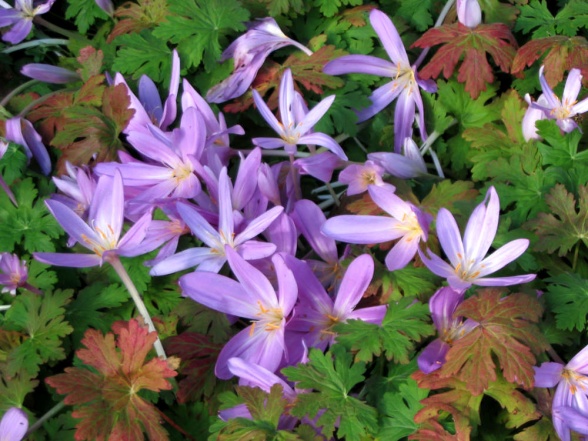 Colchicum 'Lilac Wonder', tidlösa