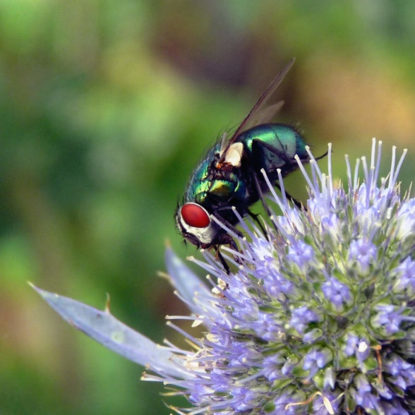 Flugor kan också fungera som pollinerare, här en spyfluga.