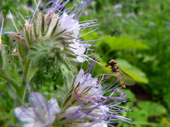 Blomfluga på honungsfacelia, liten och rätt söt :) Blomfluga på honungsfacelia, liten och rätt söt :)