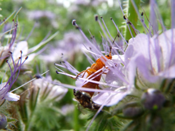 Prästbagge, Rhagonycha fulva, på honungsfacelia. Prästbagge, Rhagonycha fulva, på honungsfacelia.