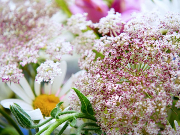 Jätteprästkrage och blomstermorot 'Dara' är exempel på bra dragväxter för pollinerare