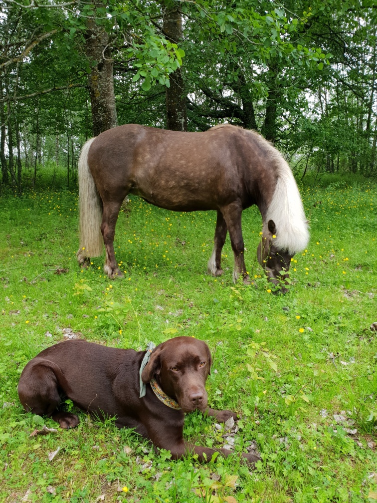 Klart mattes nya häst skall vara brun! Klart mattes nya häst skall vara brun!