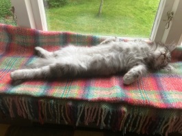 Teo tar sig en tupplur