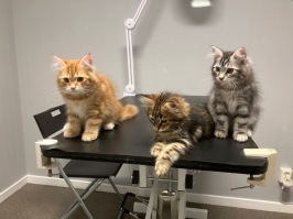 Nu är vi på slutkontrollen