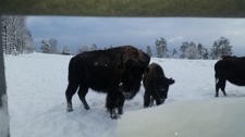 Bison i snön