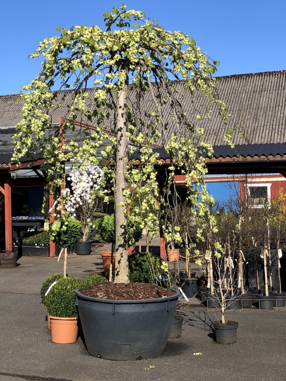 Lagom stor hängalm !!! Lagom stor hängalm !!!