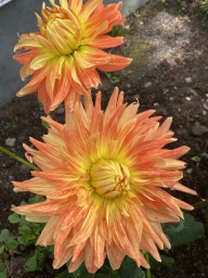 Härliga Dahlia !!! Härliga Dahlia !!!
