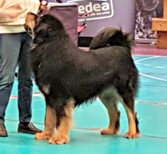 Vasco blir SE UCH 6/4 2019 Vasco blir SE UCH 6/4 2019