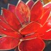 Små lotusblommor ljuslykta - Chakra