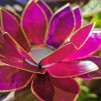 Små lotusblommor ljuslykta - Chakra