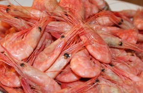 Boiled shrimps Thai 500 gr - Thai Shrimp 500 gr