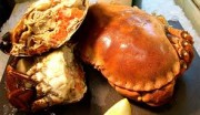 North sea crab alive