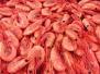 Räkor /Greenland prawn - Greenland prawns 1 kg