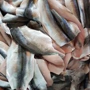 Strömming/Baltic herring