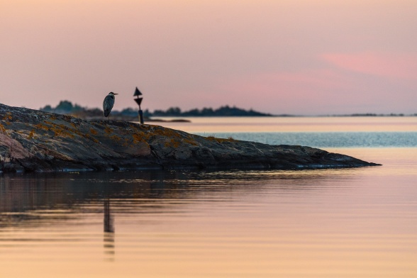 Den här hägern stod och filosoferade över livet i ett par timmar... Den här hägern stod och filosoferade över livet i ett par timmar...