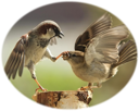 sparrows3 sparrows3