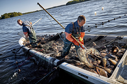Reduktionsfiske med bottengarn, Klara vatten: Foto: Hans Runesson