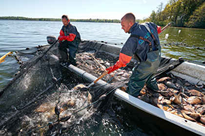 Reduktionsfiske med bottengarn, Klara vatten.  Foto: Hans Runesson
