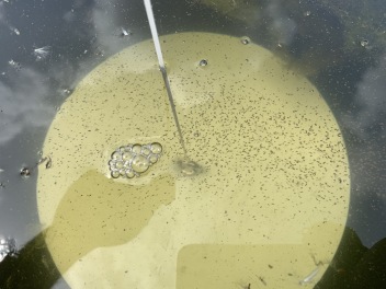 Djurplankton vid siktdjuptagning.