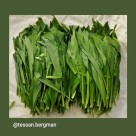 Nyplockad Ramslök, 300 + gram