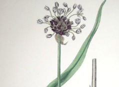 Skogslök, Allium scorodoprasum. Skogslök, Allium scorodoprasum.