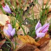 Saffranskrokus (Crocus sativus) 25 lökar