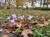 Saffranskrokus (Crocus sativus) 25 lökar