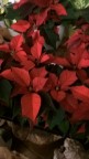 WP_20161122_21_41_17_Pro