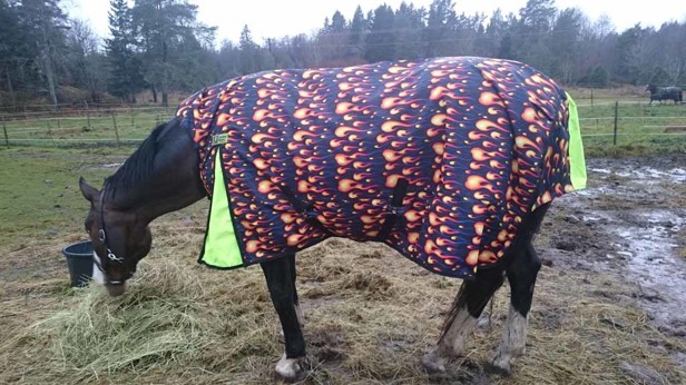 Sack i sitt nya täcke Sack i sitt nya täcke