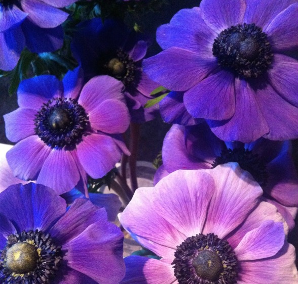 Underbara anemoner i full blomning!