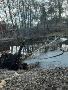 210313 Ops ! Träd på tvären i dammen