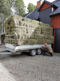 210905 Dagens lunchgympa klar. Sålde 153 balar hö. 210905 Dagens lunchgympa klar. Sålde 153 balar hö.