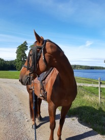 210905 OKey, idag tar vi på sadeln och går runt magasinet. Kul ! 210905 OKey, idag tar vi på sadeln och går runt magasinet. Kul !