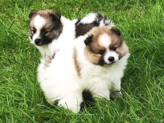 Kira och Tjalfe Kira och Tjalfe