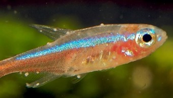 Neontetra med vita pricksjukan Neontetra med vita pricksjukan