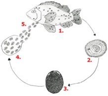 Livscykel Ichthyophthirius Livscykel Ichthyophthirius