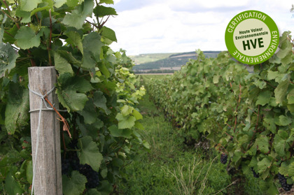 BIld från sommaren 2015 på Champagne Mathelins druvodling med Pinot Noir. Den hållbara odlingen medför att man låter gräset växa mellan vinraderna för att gynna den biologiska mångfalden. BIld från sommaren 2015 på Champagne Mathelins druvodling med Pinot Noir. Den hållbara odlingen medför att man låter gräset växa mellan vinraderna för att gynna den biologiska mångfalden.