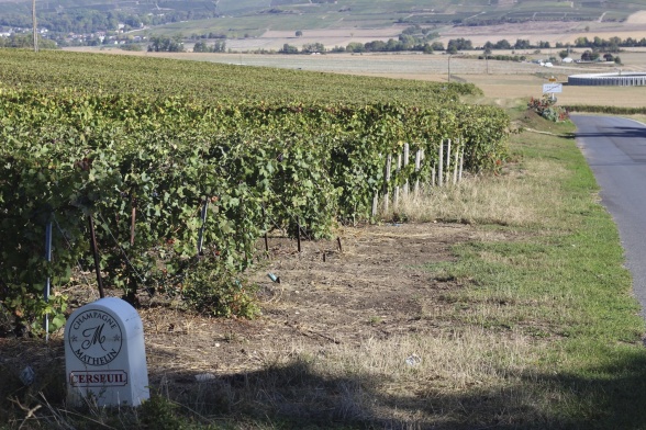 Vy från Champagne Mathelins vinfält i september 2018.